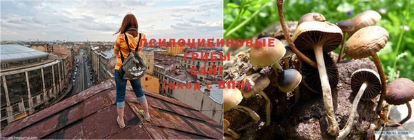 индика Бронницы